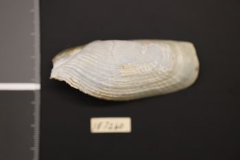 Media type: image;   Malacology 187260 Description: Preserved specimen.;